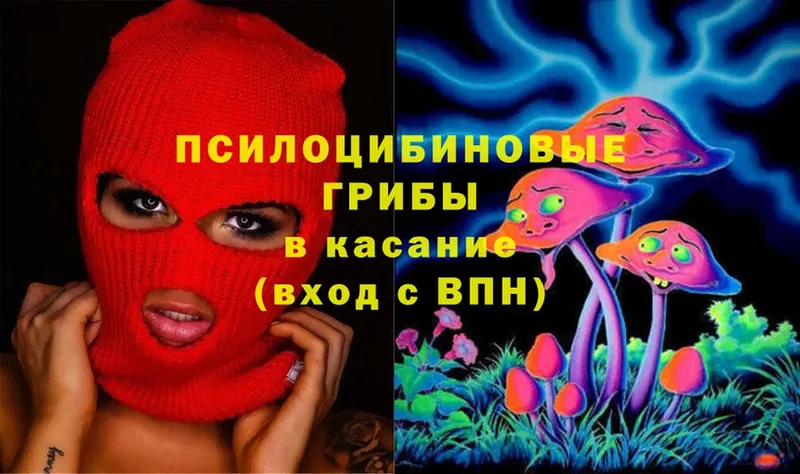 Псилоцибиновые грибы Cubensis  где купить   Каргополь 